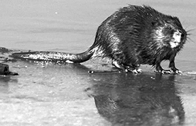 muskrat
